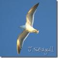 j.seagullさん