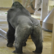 Gorilla gorillaさん