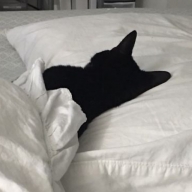 sleep cat :(さん
