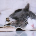 本を読むネコさん