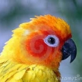 pappagallo-gialloさん