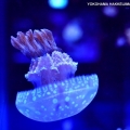 jellyfish310さん