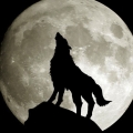 werewolvesさん