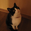 fuki-catさん