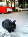 black-white-catさん