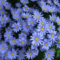 blue-daisyさん