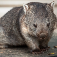 big-little-wombatさん