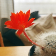 サボテンの花さん